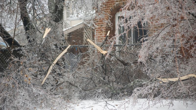 Trees severely damaged by an ice storm with broken tree limbs and branches on the ground.