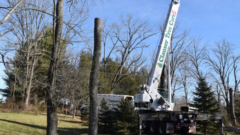 The Clauser Tree Care arborists using a crane to remove dead trees from a Pennsylvania property.