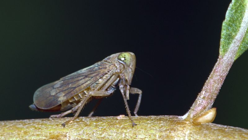 A silver and green leafhopper sitting on a small branch with a green twig sprouting.