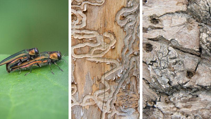 Collage showing two emerald ash borers on a green leaf, feeding galleries left by EAB larvae, and D-shaped exit holes in the bark of an ash tree.