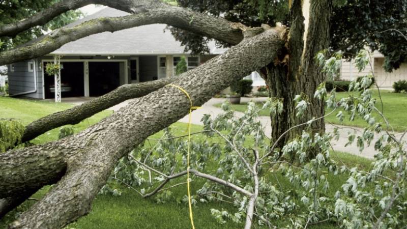 A large tree with a broken trunk that has split and fallen into a yard with a gray house in the background.