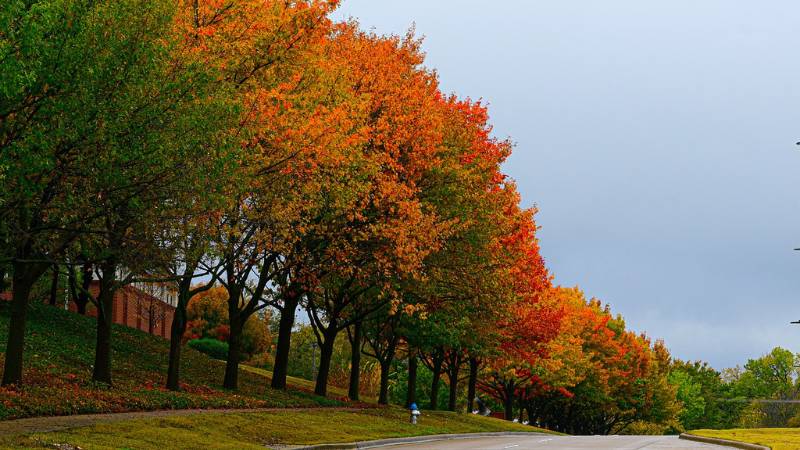 A row of tall trees on a suburban street showing off their colorful fall hues on their rounded crowns. 