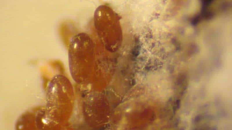 A mass of tiny amber colored adelgid eggs layered in their eponymous woolly excretion.