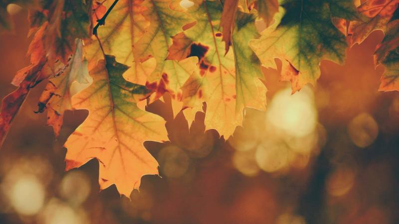 Yellow, brown, and orange leaves hang and transition from their summer green in the sun.