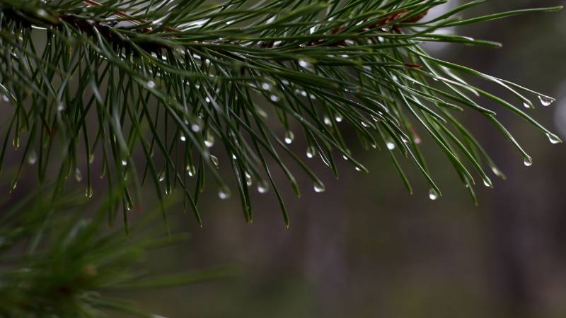 A conifer tree branch with long needles are dripping with water.