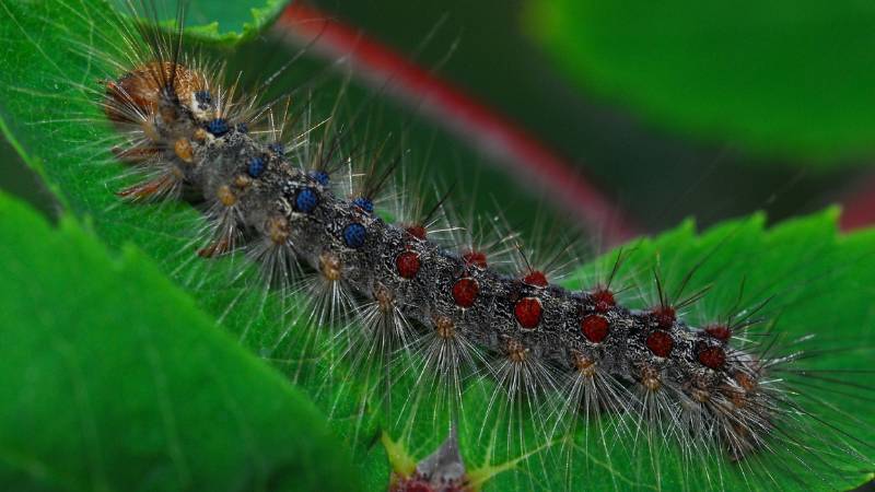 A hairy gray spongy moth caterpillar with blue and rust-colored spots feeds on a green leaf.