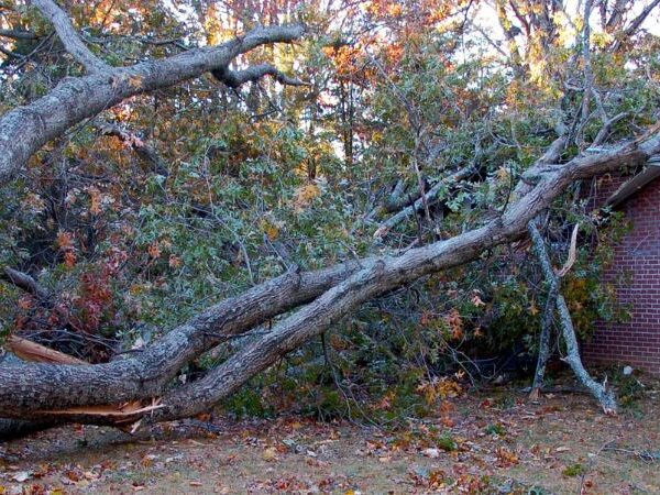 A fallen tree in PA
