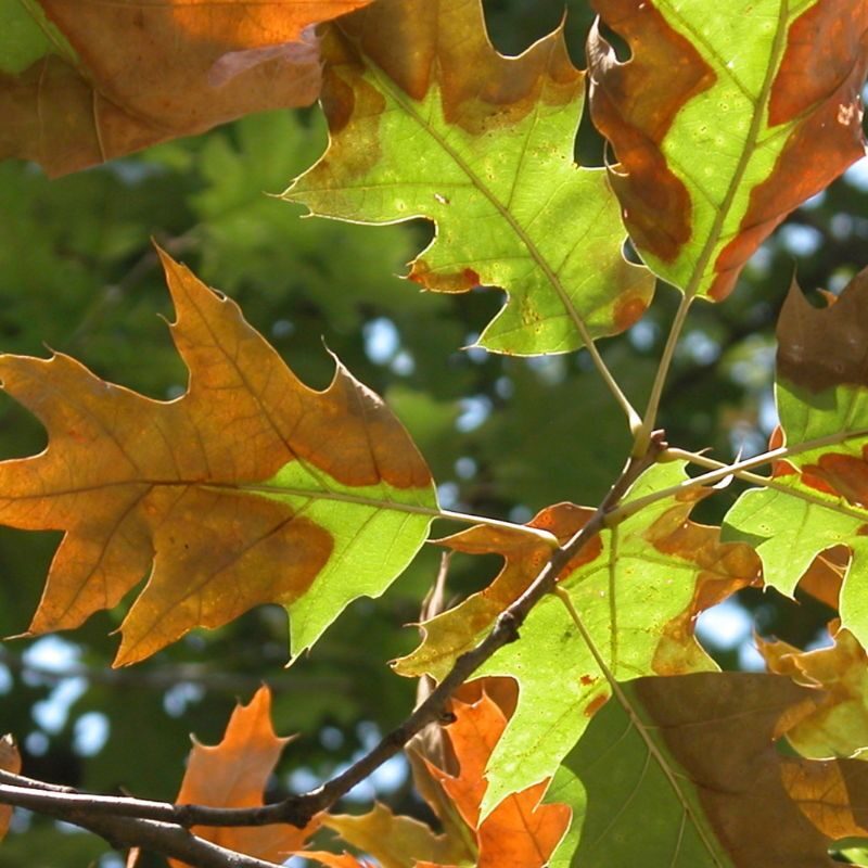Bacterial leaf scorch (Xylella fastidiosa) on pin oak leaves. Image courtesy of Penn State Department of Plant Pathology & Environmental Microbiology Archives , Penn State University, Bugwood.org