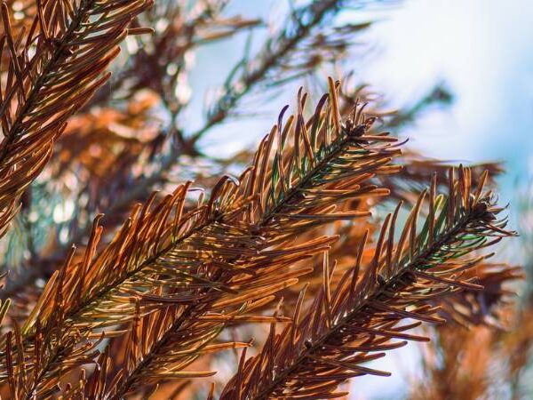 A cluster of dry, brown pine needles like these is often a sign of a dying tree.
